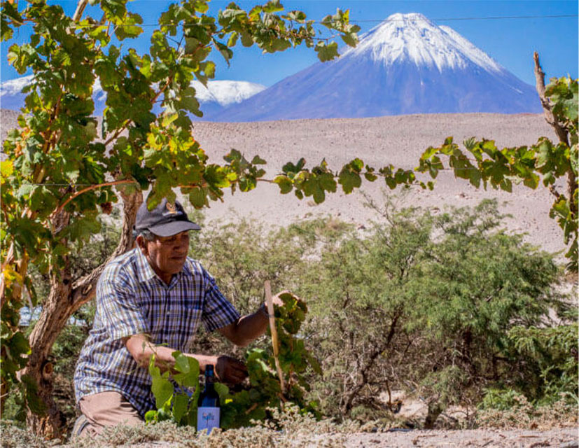 Iniciativa de SQM Litio que apoya la agricultura ancestral en Atacama