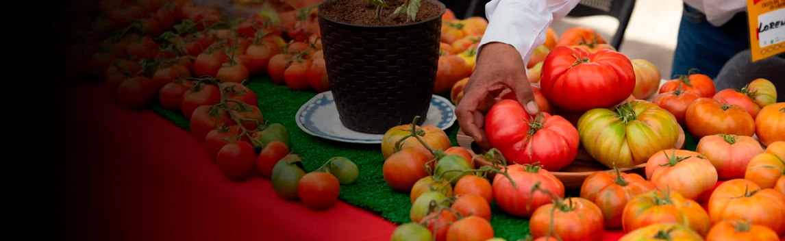 Productores y emprendedores locales exhiben sus productos en la Fiesta del Tomate en Camar